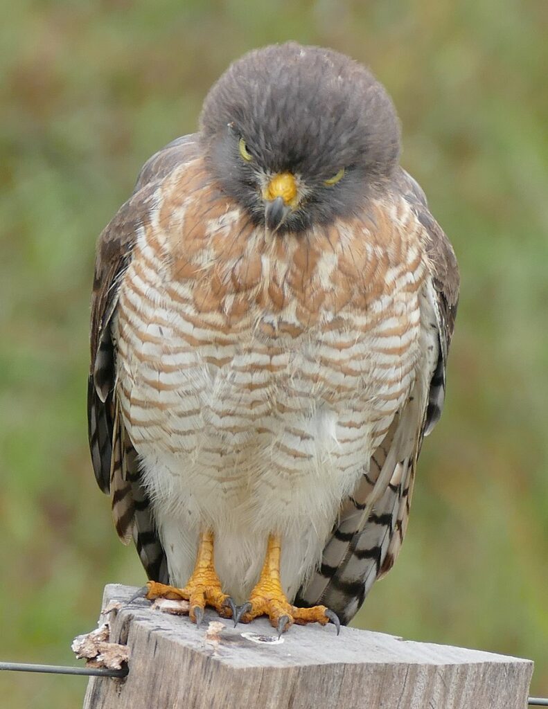 skeptical hawk